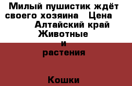 Милый пушистик ждёт своего хозяина › Цена ­ 700 - Алтайский край Животные и растения » Кошки   . Алтайский край